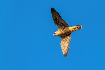 青空バックに夕日を浴びながら頭上を飛ぶハヤブサ幼鳥