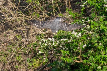 豪快なハヤブサの飛び出しシーン