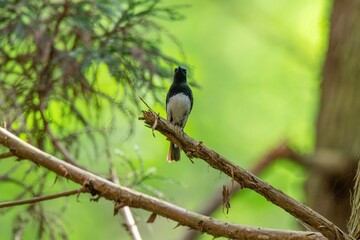 新緑をバックにのんびりくつろぐオオルリ