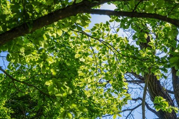 青空バックに見上げる新緑の若葉