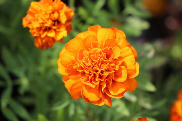 Orange flowers blooming in the park