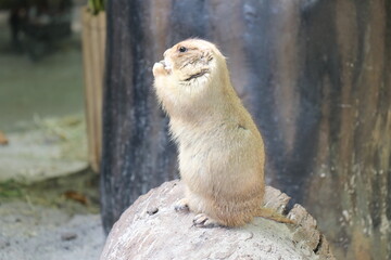 Prairie dogs are small, fluffy animals.