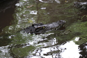 Crocodiles in zoos are amphibians.