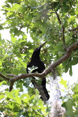 A black crow sitting among the green leaves of a tree. The bird is perched on a branch, surrounded by lush foliage and natural light filtering through the leaves.