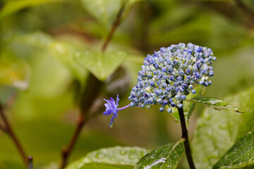雨中の紫陽花