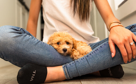 Bich-Poo Puppy