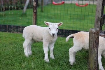 Obraz premium Cute white lambs near fence in farmyard