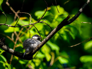 枝にとまるシジュウカラ