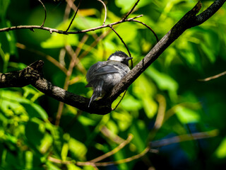 枝にとまるシジュウカラ
