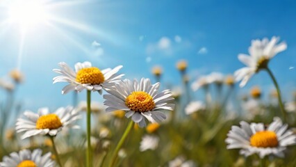 Fototapeta premium Chamomiles Daisies in Summar. Made with Generative AI Technology