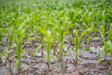 Row crop corn field with puddles of standing water from flooding conditions. 