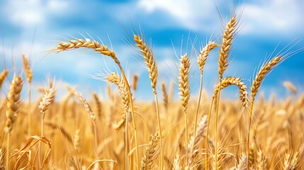 Fototapeta premium Closeup of a wheat field with a blue sky and clouds in the background.