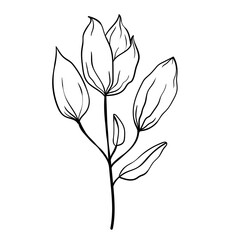 Obraz premium Hand drawn simple flower outline