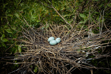 Tri-Colored Heron Eggs in Nest, Marsh Island, Louisiana 