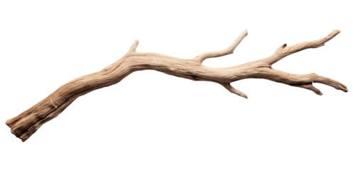 Dry branch of a tree isolated on transparent background