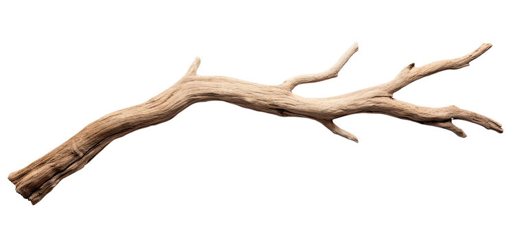 Dry branch of a tree isolated on transparent background