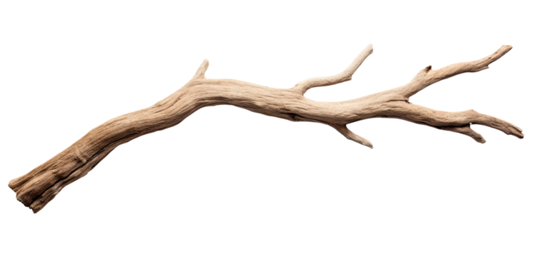 Dry branch of a tree isolated on transparent background