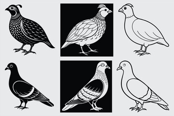 Print Quail & Pigeon Birds Vector Illustration
