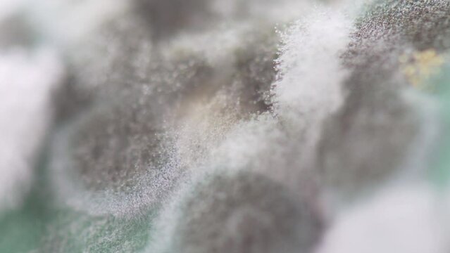 Macro footage of mold (mould) on food