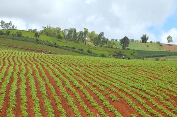 landscape of agriculture field in the mountains