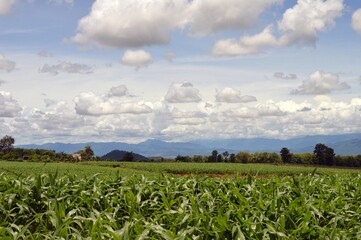 landscape of corn field and blue sky