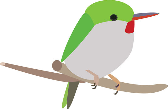 A vector art of cuban tody bird. 