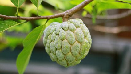 Sugar apple or sweetsop growing on tree in the garden.
