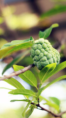 Sugar apple or sweetsop growing on tree in the garden.