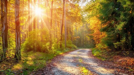 Obraz premium A road in a forest with leaves on the ground and a sun shining on it