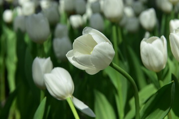 Various Colorful tulips flower in the center of excellence for forest conservation  . 