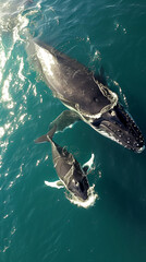 Fototapeta premium cute baby Baleen whale with mom