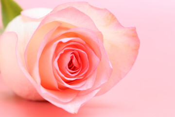 beautiful pastel rose flower on pink background, valentine day