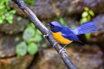 A close-up shot of a Rufous-bellied niltava (Niltava sundara) foraging on a tree branch in the montane forest. In Yunnan Province, China. Vibrant deep blue head, wings and tail; striking rufous belley