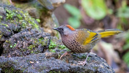 A close-up shot of a Chestnut-crowned laughingthrush (Trochalopteron erythrocephalum) foraging in...