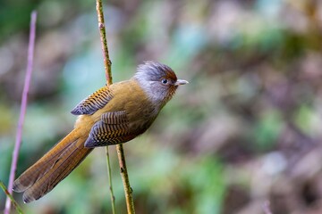 A close-up shot of a Rusty-fronted barwing (Actinodura egertoni) foraging in the montane forest. In Yunnan Province, China. Blurred green background.