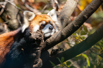 red panda in tree