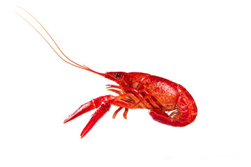 boiled Asian Food Spicy crawfish isolated on white background.