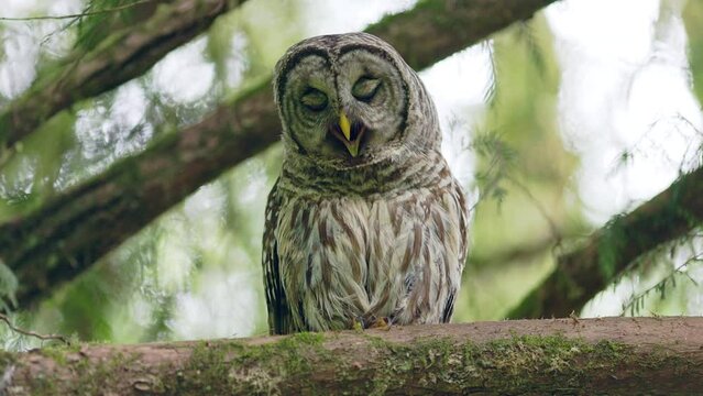 Barred owl (Strix varia) regurgitating an owl pellet and then watching it fall to the ground.