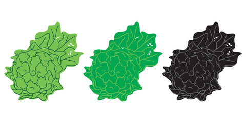 Set Of 3 Different Healthy Cabbage Option Icon. Romaine Lettuce Vegetable Coloring Illustration. Isolated On Transparent Background.