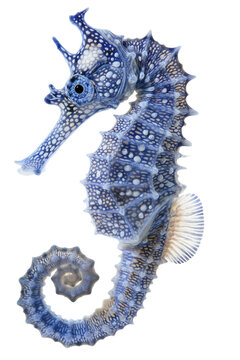 recommend clip art: Beautiful seahorse isolated on white or transparent background, png clipart, design element. Easy to place on any other background.