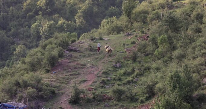 A man leads two donkeys up a mountainside in Dharamshala, India. work of shepherds in the mountains