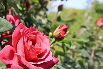 薔薇