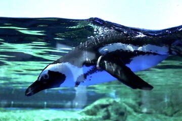 Naklejka premium 泳ぐマゼランペンギン