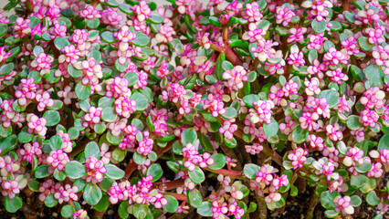 Variegated Elephant Bush, Miniature jade plant, African Purslane-tree are blooming in the garden.ฺ Colorful foliage ornamental plant background. directly above view