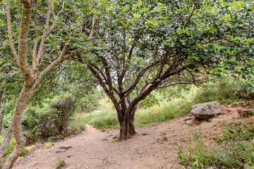 A large  tree grows on bank of a shallow never drying Tsalmon stream overgrown with greenery in the northern Israel