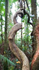 Cipós gigantes, retorcidos, mata atlãntica