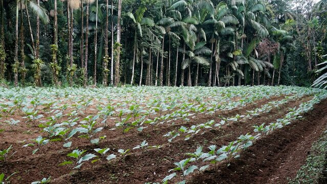 Agricultura familiar, planta&ccedil;&atilde;o de beringelas e ao fundo floresta de palmitos ju&ccedil;ara, regi&otilde;a de mata atl&acirc;ntica brasileira.