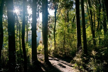 Obraz premium sun rays in the forest