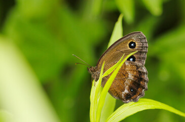 草むらに隠れているとても警戒心の強いジャノメチョウ（自然光マクロ接写）