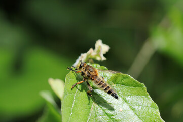 明るい日光の元、森の青葉上にシオヤアブの雌（自然光＆ストロボ・マクロレンズ接写）